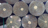 175mm H4 CCA Precision Log 6.0 (buy 16 or less)
